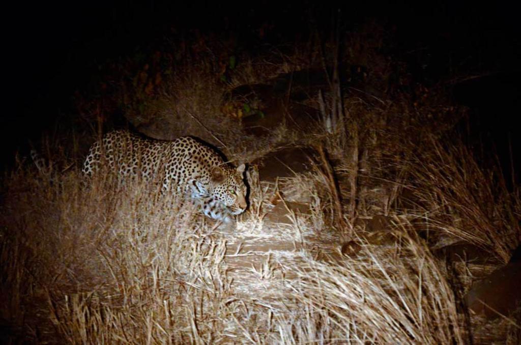 Tingala Lodge - Bed In The Bush Phalaborwa Exterior foto